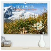 Cover-Bild zum Titel 'Edelweiß - Wahrzeichen der Alpen (hochwertiger Premium Wandkalender 2026 DIN A2 quer), Kunstdruck in Hochglanz' von 'Miriam Schwatzfischer'