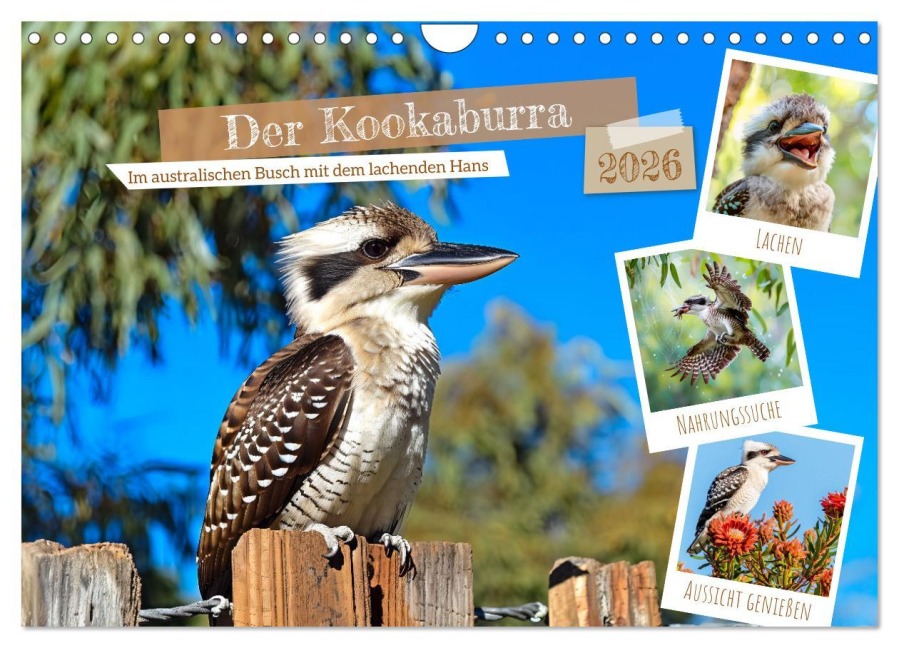 Der Kookaburra - Im australischen Busch mit dem lachenden Hans (Wandkalender 2026 DIN A4 quer), CALVENDO Monatskalender - Anja Frost