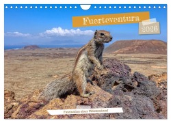 Fuerteventura - Faszination einer Wüsteninsel (Wandkalender 2026 DIN A4 quer), CALVENDO Monatskalender - Peter Balan