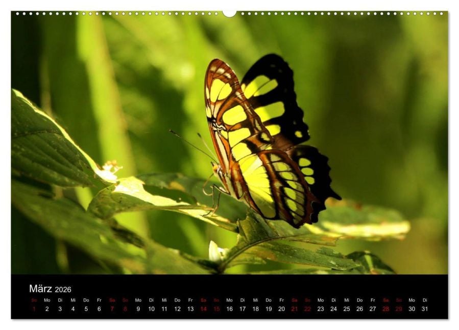InsideView 8