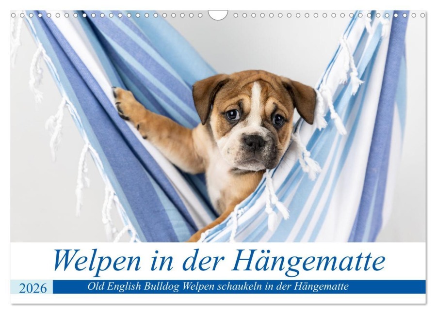 Welpen in der Hängematte (Wandkalender 2026 DIN A3 quer), CALVENDO Monatskalender - Fotodesign Verena Scholze