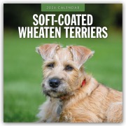 Soft-Coated Wheaten Terriers - Soft-Coated Wheaten Terrier 2026 - 16-Monatskalender - Robin Red