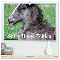 Shire Horse Fohlen (hochwertiger Premium Wandkalender 2025 DIN A2 quer), Kunstdruck in Hochglanz - Elisabeth Stanzer