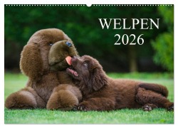 Cover-Bild zum Titel 'Welpen 2026 (Wandkalender 2026 DIN A2 quer), CALVENDO Monatskalender' von 'Sigrid Starick'