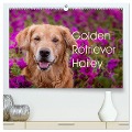 Golden Retriever Hailey Fotokalender (hochwertiger Premium Wandkalender 2025 DIN A2 quer), Kunstdruck in Hochglanz - Daniela Hofmeister