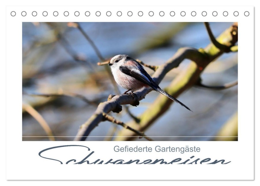Gefiederte Gartengäste, Schwanzmeisen (Tischkalender 2026 DIN A5 quer), CALVENDO Monatskalender - 