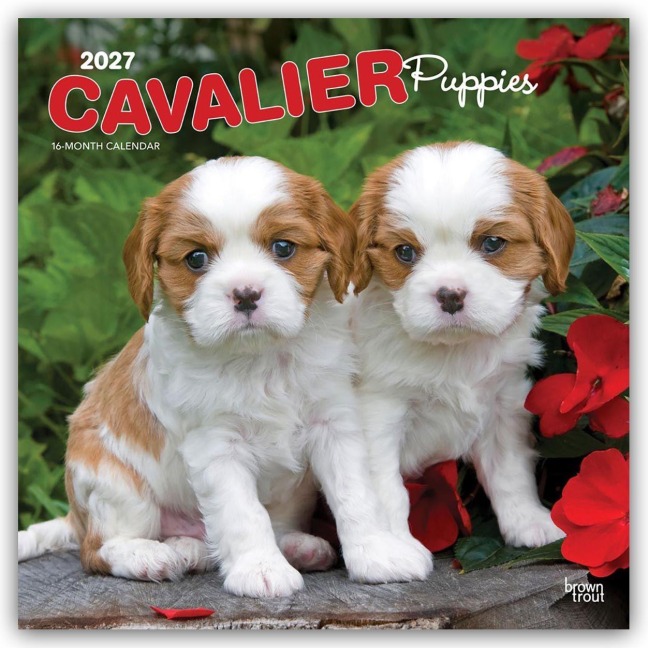 Cavalier King Charles Spaniel Puppies - Cavalier King Charles Spaniel Welpen 2027 - 16-Monatskalender - Browntrout Publishers