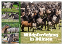 Faszination Wildpferdefang in Dülmen (Wandkalender 2026 DIN A3 quer), CALVENDO Monatskalender - Babett Paul - Babetts Bildergalerie