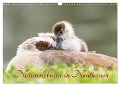 Naturerlebnisse in Nordhessen (Wandkalender 2024 DIN A3 quer), CALVENDO Monatskalender - Wilfried Martin (GDT)