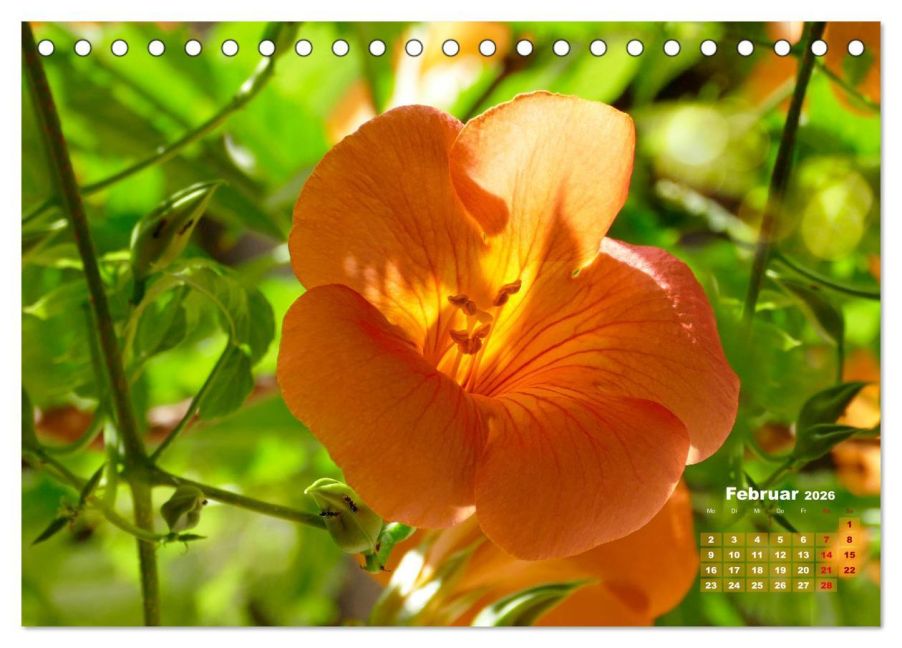 InsideView 7
