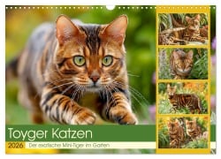 Toyger Katzen. Der exotische Mini-Tiger im Garten (Wandkalender 2026 DIN A3 quer), CALVENDO Monatskalender - Rose Hurley
