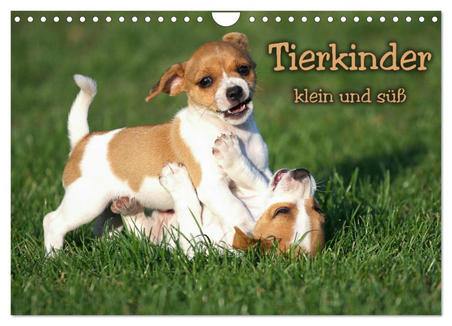 Tierkinder klein und süß (Wandkalender 2026 DIN A4 quer), CALVENDO Monatskalender - Berit Seiboth