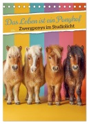 Cover-Bild zum Titel 'Das Leben ist ein Ponyhof - Zwergponys im Studiolicht (Tischkalender 2026 DIN A5 hoch), CALVENDO Monatskalender' von 'Mb Fotografie'