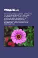 Muscheln - 