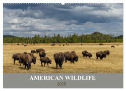 American Wildlife (Wandkalender 2025 DIN A2 quer), CALVENDO Monatskalender - Christian Heeb
