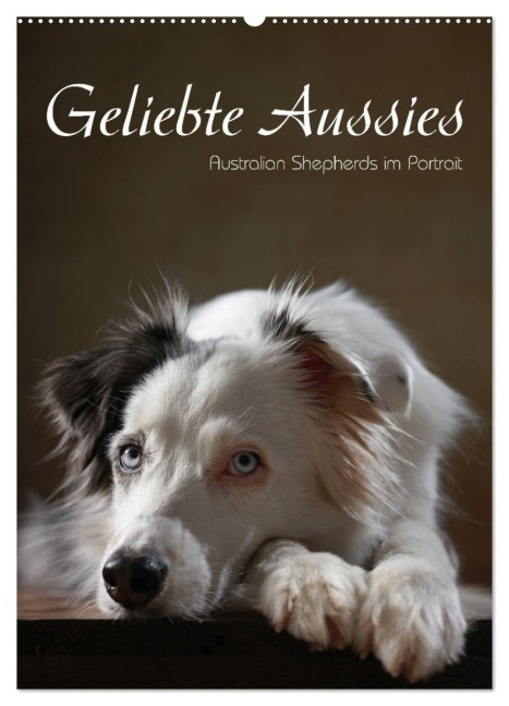 Geliebte Aussies - Australian Shepherds im Portrait (Wandkalender 2026 DIN A2 hoch), CALVENDO Monatskalender - Jana Behr