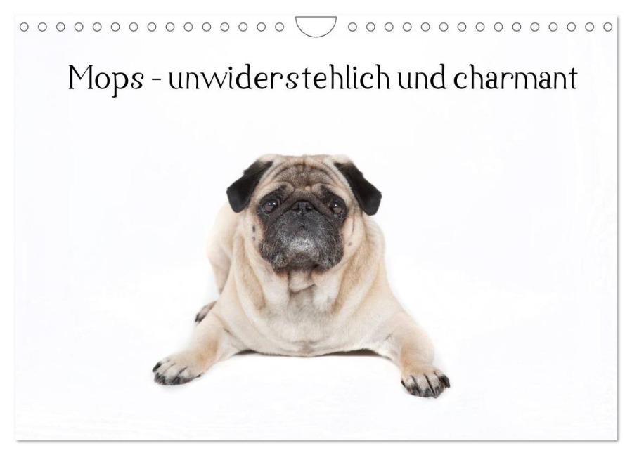 Mops - unwiderstehlich und charmant (Wandkalender 2025 DIN A4 quer), CALVENDO Monatskalender - Fotodesign Verena Scholze