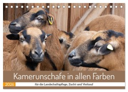 Cover-Bild zum Titel 'Kamerunschafe in allen Farben (Tischkalender 2026 DIN A5 quer), CALVENDO Monatskalender' von 'Marion Sixt'