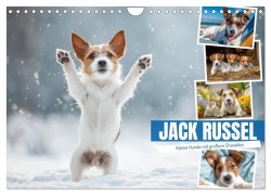 Cover-Bild zum Titel 'JACK RUSSEL - Kleine Hunde mit großem Charakter (Wandkalender 2026 DIN A4 quer), CALVENDO Monatskalender' von 'Mb Fotografie'
