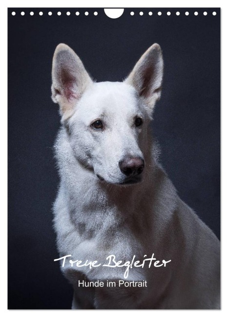 Treue Wegbegleiter, Hunde im Portrait. (Wandkalender 2026 DIN A4 hoch), CALVENDO Monatskalender - Susanne Stark