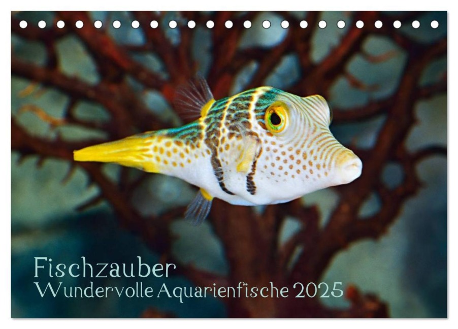 Fischzauber - Wundervolle Aquarienfische (Tischkalender 2025 DIN A5 quer), CALVENDO Monatskalender - Rainer Plett