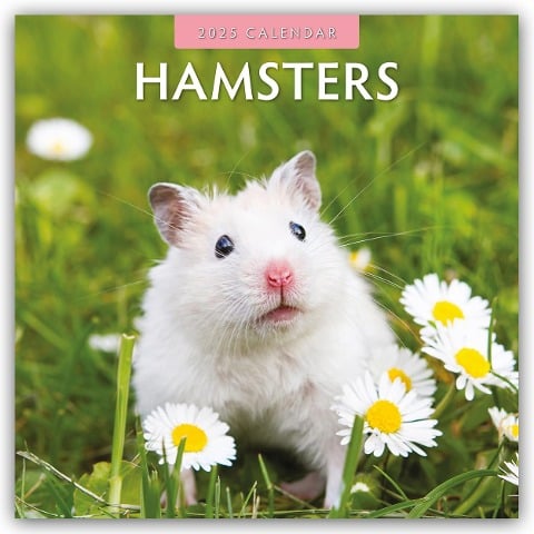 Hamsters - Hamster 2025 - 16-Monatskalender - Robin Red