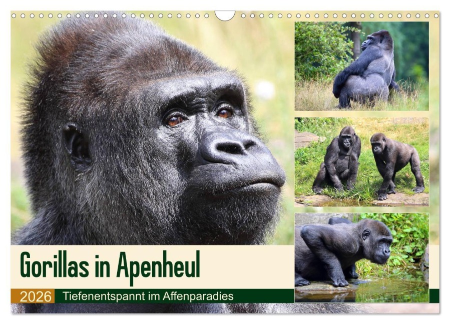 Flachlandgorillas in Apenheul (Wandkalender 2026 DIN A3 quer), CALVENDO Monatskalender - Yvonne und Michael Herzog