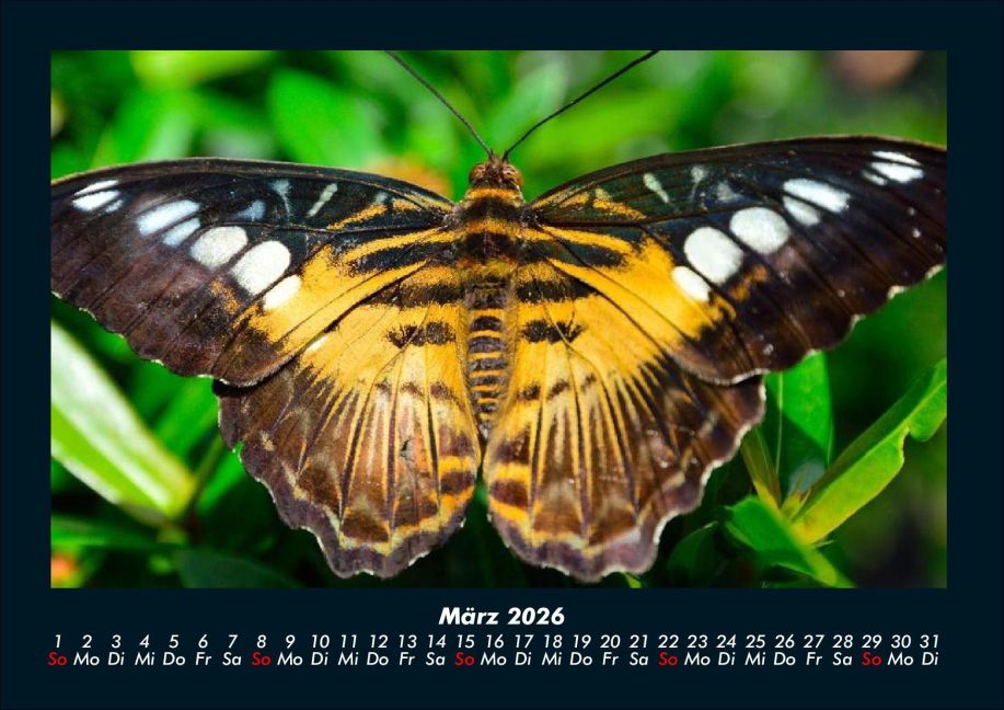 InsideView 7