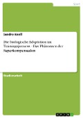 Cover-Bild zum Titel 'Die biologische Adaptation im Trainingsprozess - Das Phänomen der Superkompensation' von 'Sandro Knoll'