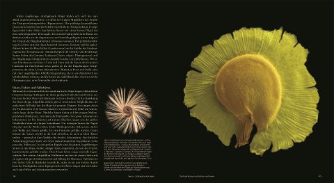 InsideView 4