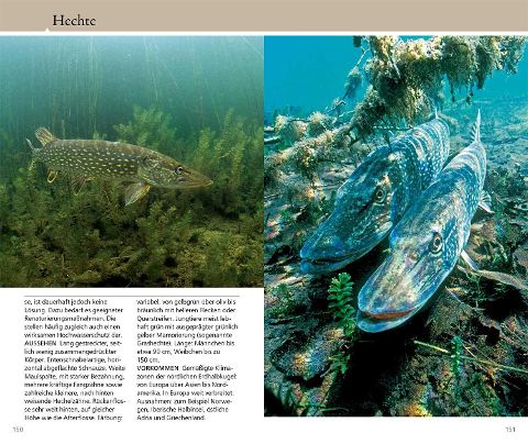 InsideView 5