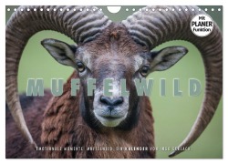 Cover-Bild zum Titel 'Emotionale Momente: Muffelwild. (Wandkalender 2026 DIN A4 quer), CALVENDO Monatskalender' von 'Ingo Gerlach'