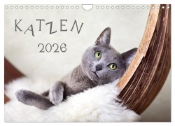 Katzen 2026 (Wandkalender 2026 DIN A4 quer), CALVENDO Monatskalender - Nailia Schwarz