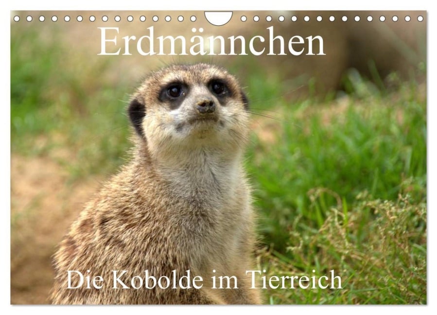 Erdmännchen - Die Kobolde im Tierreich (Wandkalender 2026 DIN A4 quer), CALVENDO Monatskalender - Arno Klatt Erdmännchen - Die Kobolde im Tierreich (Wandkalender 2026 DIN A4 quer), CALVENDO Monatskalender - Arno Klatt