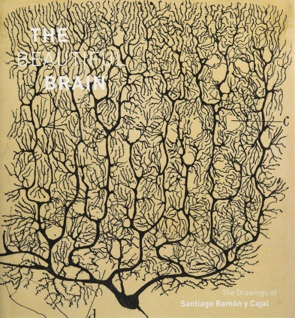 The Beautiful Brain - 