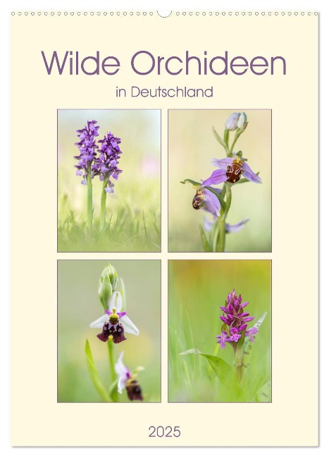 Wilde Orchideen in Deutschland 2025 (Wandkalender 2025 DIN A2 hoch), CALVENDO Monatskalender - Daniela Beyer (Moqui)