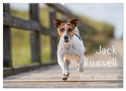 Cover-Bild zum Titel 'Jack Russell - Klein, aber oho! (Wandkalender 2026 DIN A2 quer), CALVENDO Monatskalender' von 'Annett Mirsberger Tierpfoto. De'