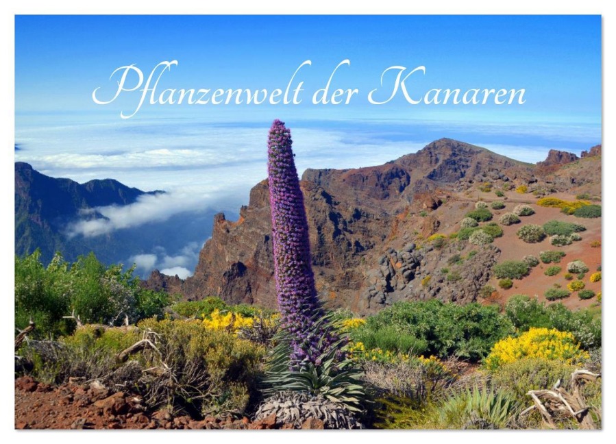 Pflanzenwelt Kanaren (Wandkalender 2026 DIN A2 quer), CALVENDO Monatskalender - Rainer Hasanovic