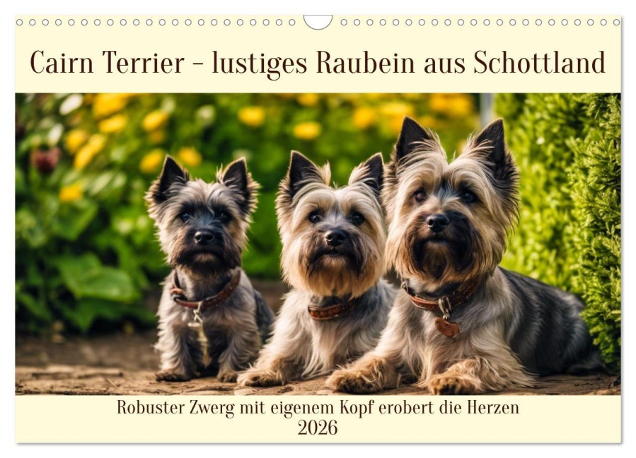 Cairn Terrier - lustiges Raubein aus Schottland (Wandkalender 2026 DIN A3 quer), CALVENDO Monatskalender - Claudia Kleemann