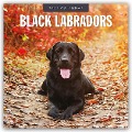 Black Labrador Retrievers - Schwarze Labrador Retriever 2025 - 16-Monatskalender - 