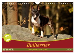 Cover-Bild zum Titel 'Bullterrier, Powerpakete auf 4 Pfoten (Wandkalender 2026 DIN A4 quer), CALVENDO Monatskalender' von 'Yvonne Janetzek'