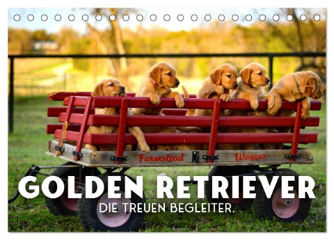 Golden Retriever - Die treuen Begleiter. (Tischkalender 2024 DIN A5 quer), CALVENDO Monatskalender - Sf Sf