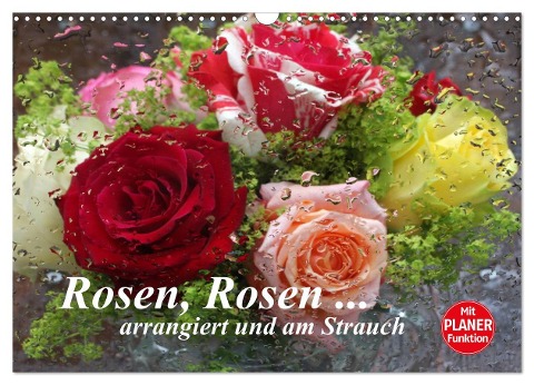 Rosen, Rosen ... arrangiert und am Strauch (Wandkalender 2024 DIN A3 quer), CALVENDO Monatskalender - Gisela Kruse