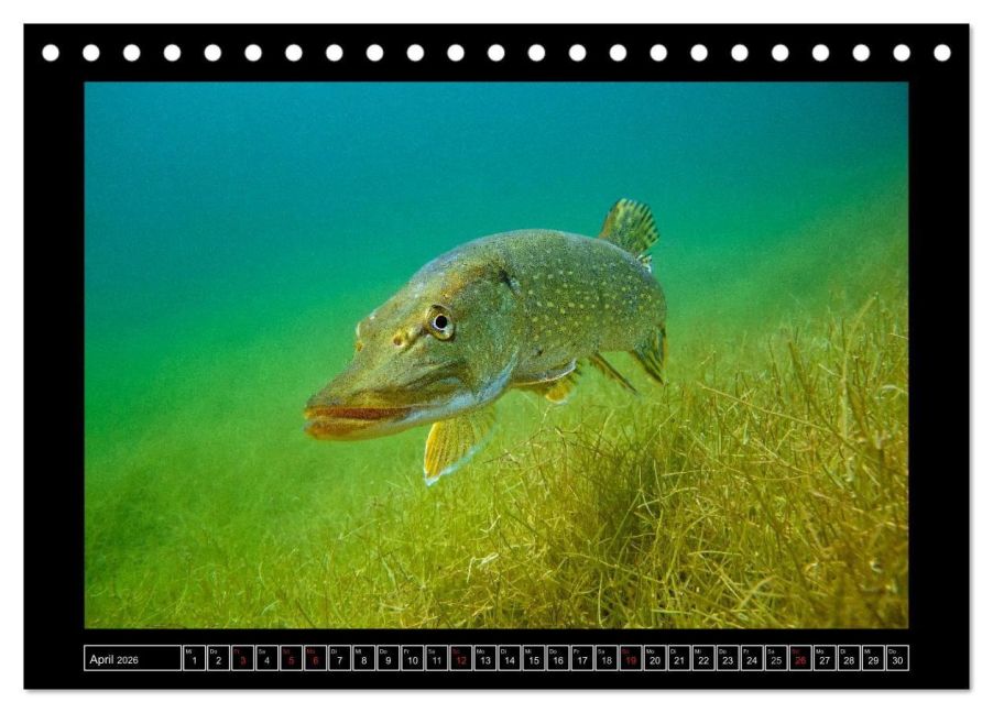 InsideView 9