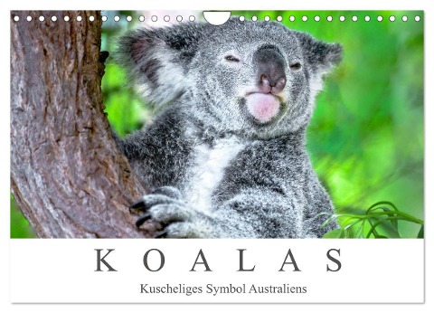 Koalas - Kuscheliges Symbol Australiens (Wandkalender 2025 DIN A4 quer), CALVENDO Monatskalender - Dieter Meyer