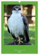 Raubvögel - Die Jäger der Lüfte (Wandkalender 2026 DIN A3 hoch), CALVENDO Monatskalender - Arno Klatt