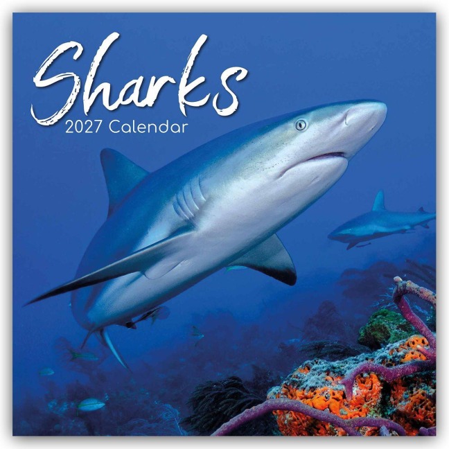 Sharks - Haie 2027 - 16-Monatskalender - Gifted Stationery Co. Ltd