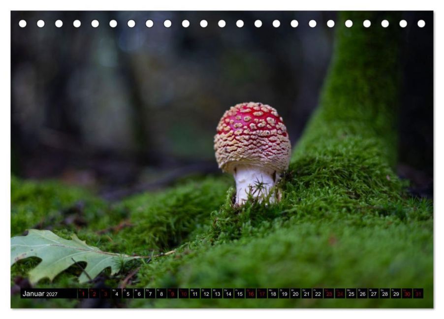 InsideView 6
