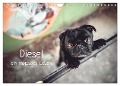Diesel - ein mopsiges Leben (Wandkalender 2024 DIN A4 quer), CALVENDO Monatskalender - Sabrina Wobith Photography - FotosVonMaja
