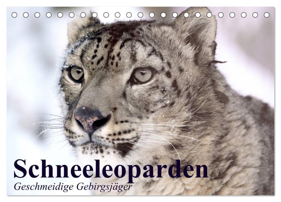 Schneeleoparden. Geschmeidige Gebirgsjäger (Tischkalender 2026 DIN A5 quer), CALVENDO Monatskalender - Elisabeth Stanzer